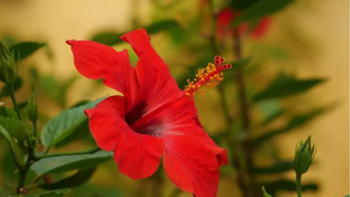 05_06_2025-hibiscus_1_23956269