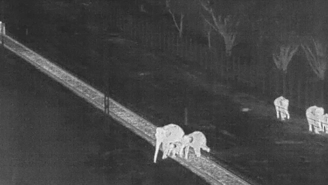 AI-Early-Warning-System-Safe-Elephant-Crossings-Tamil-Nadu
