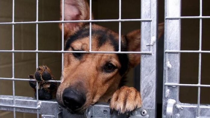 Supreme-Court-Stray-Dog-Crackdown-Delhi-NCR-States