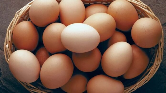 egg